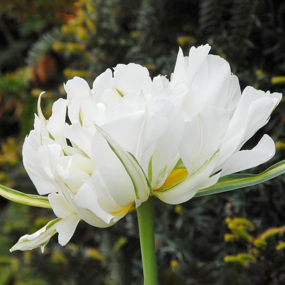 Tulip 'Exotic Emperor'