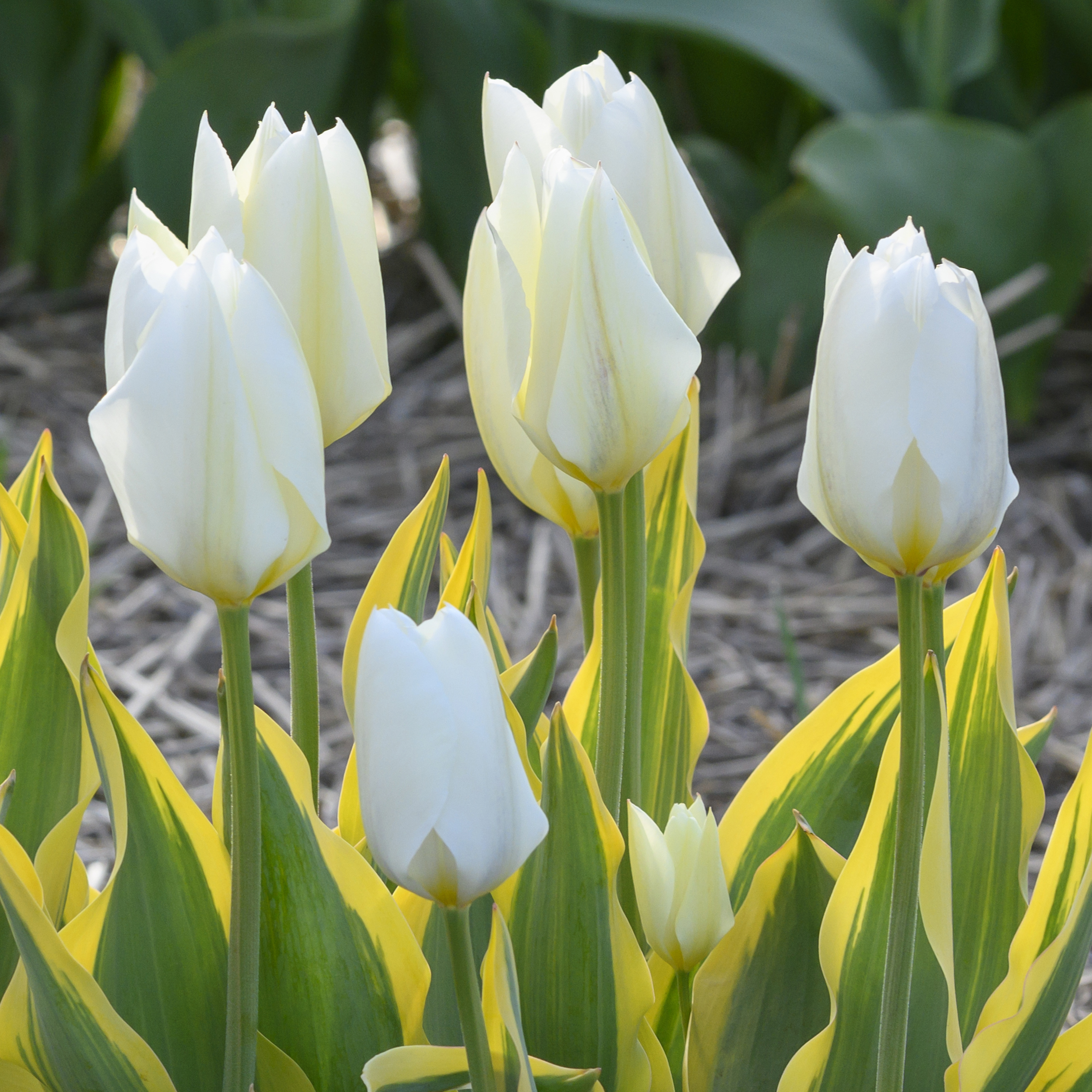Tulip 'Purissima Blonde' White Flower Farm
