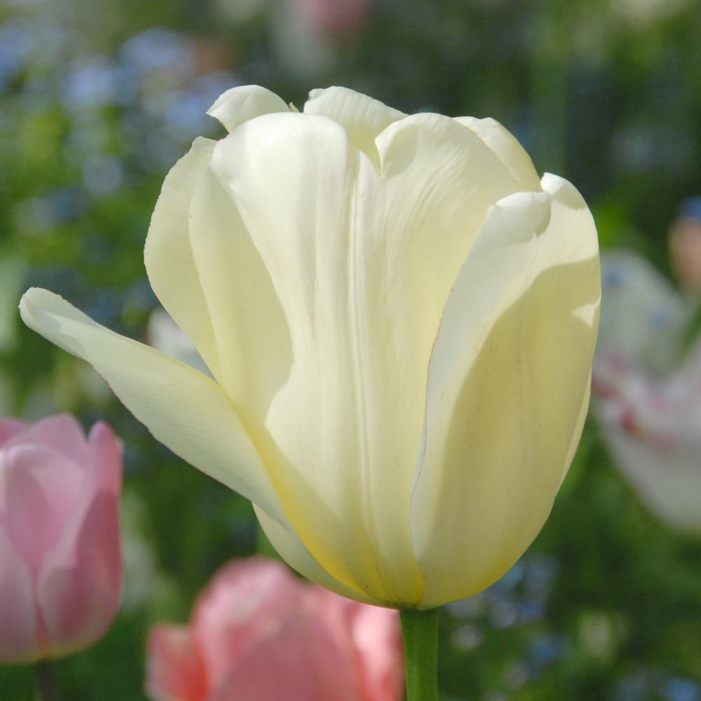 Tulip 'Ivory Floradale'