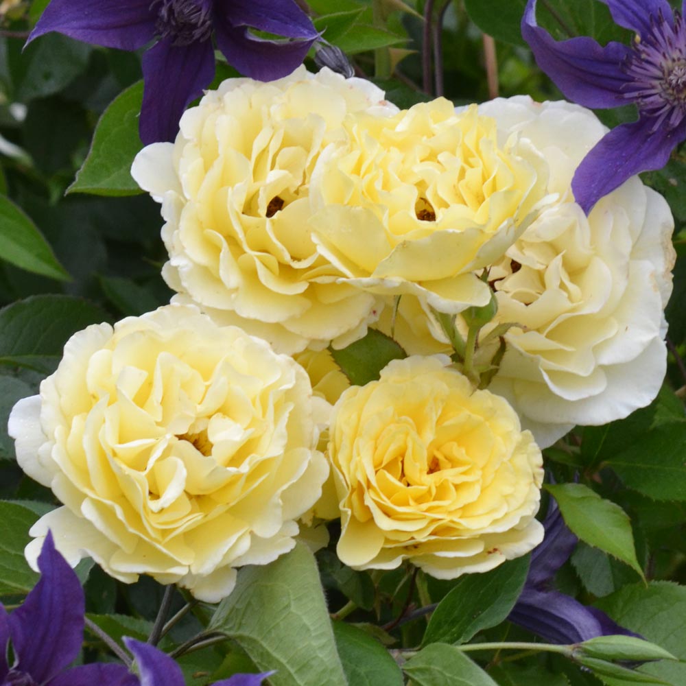 Rose Easy Elegance® Yellow Submarine | White Flower Farm