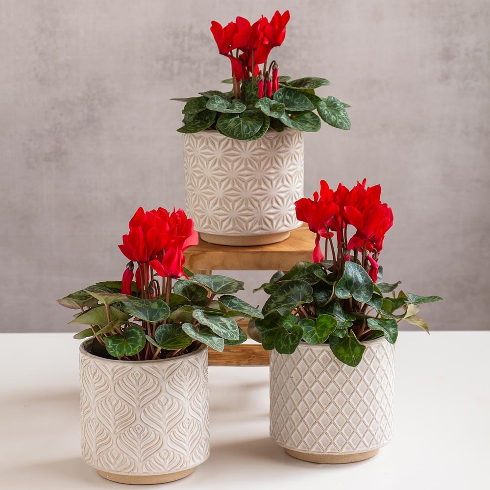 Red Cyclamen Trio in Lokka Ceramic Pots