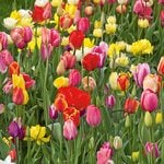  Stretch Tulip Mix