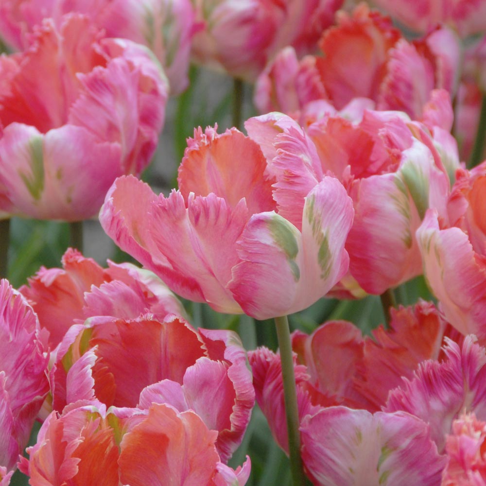 Tulip 'Apricot Parrot'