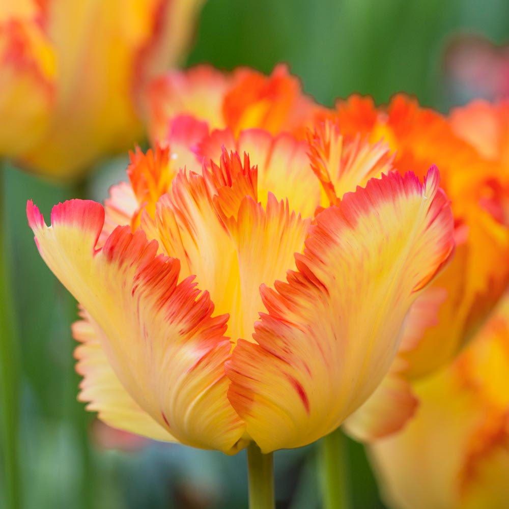 Tulip 'Caribbean Parrot'