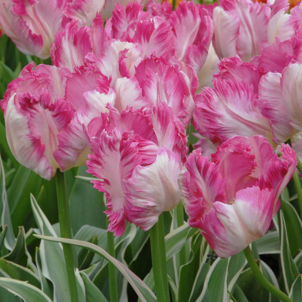 Tulip 'Silver Parrot'