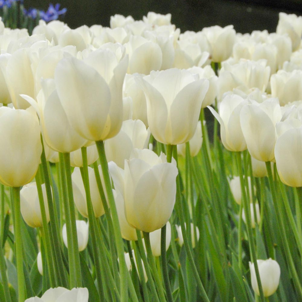 Tulip 'City of Vancouver'