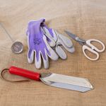  Dahlia Growing Kit