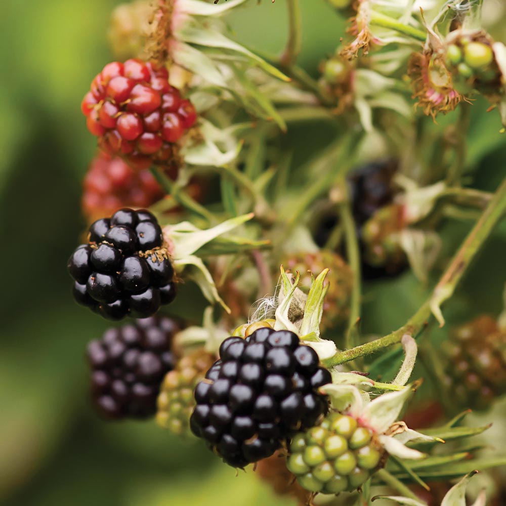 Thornless Blackberry Pair: Chester and Triple Crown