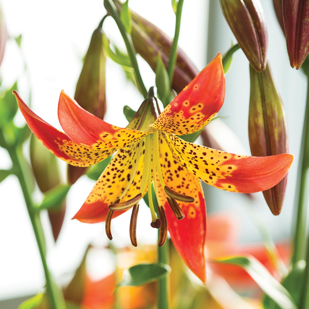 Lilium longiflorum x pardalinum 'Fusion'