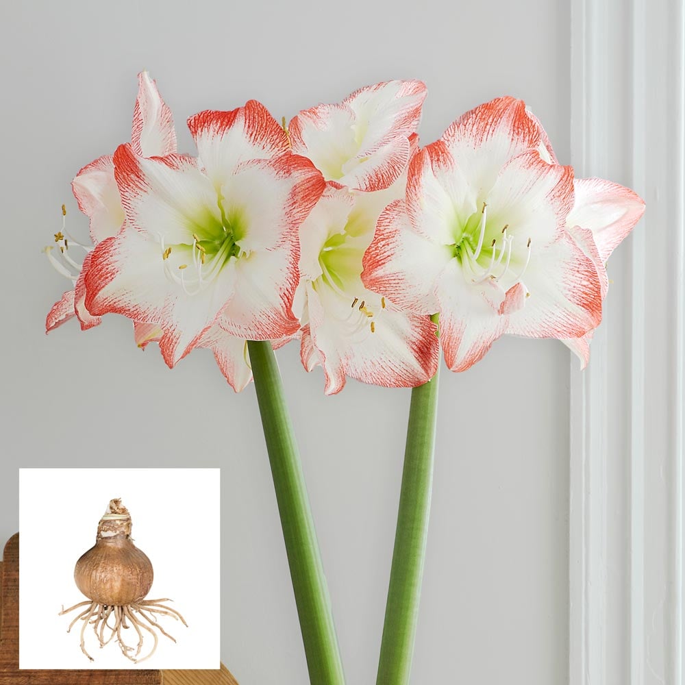 Amaryllis 'Sofia'