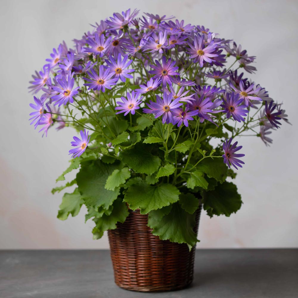 Cineraria Senetti® Magic Salmon in woven basket