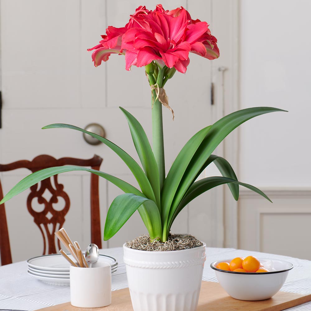 Amaryllis 'Candy Nymph,' one bulb in white ceramic cachepot