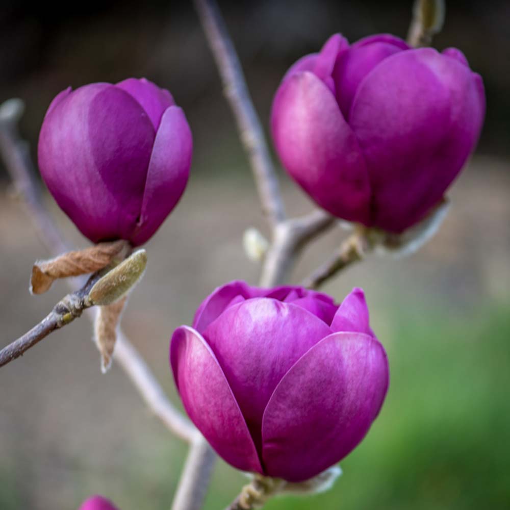 Black Tulip Magnolia Flowering Branches White Flower Farm