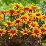  Heliopsis helianthoides var. scabra 'Burning Hearts'