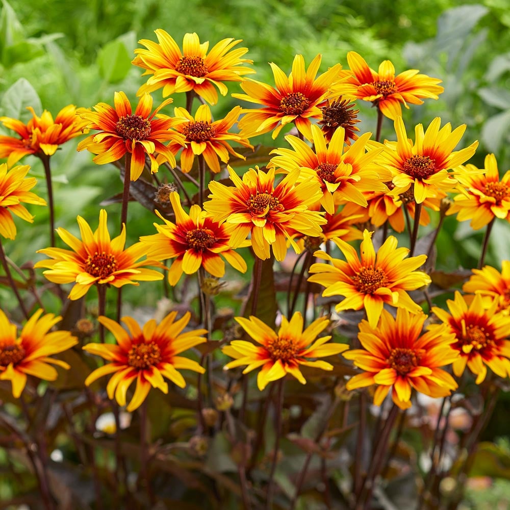 Heliopsis helianthoides var. scabra 'Burning Hearts'