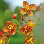  Epimedium x warleyense 'Orange Queen'