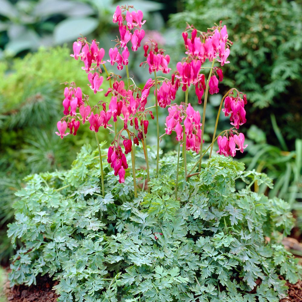 Dicentra 'King of Hearts' White Flower Farm