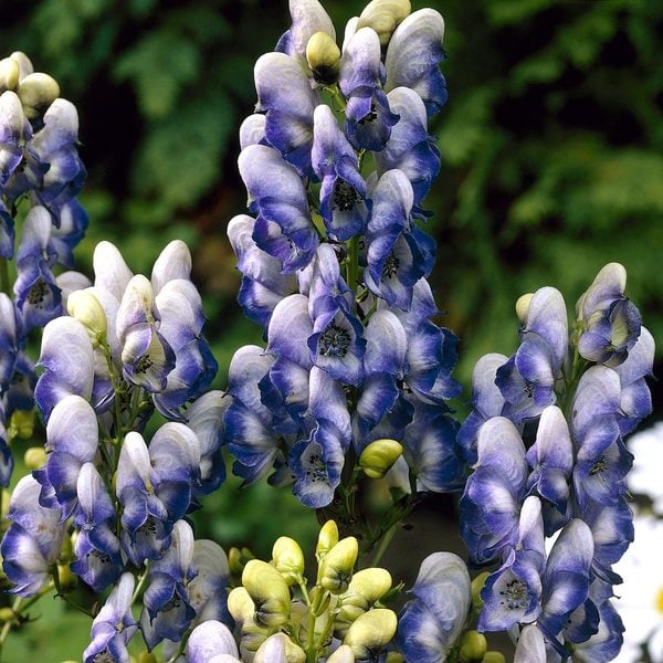 Aconitum x cammarum ‘Bicolor’ | White Flower Farm