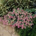  Origanum 'Kent Beauty'