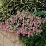  Origanum 'Kent Beauty'