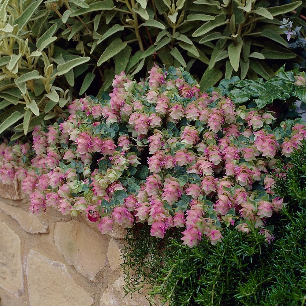 Origanum 'Kent Beauty'