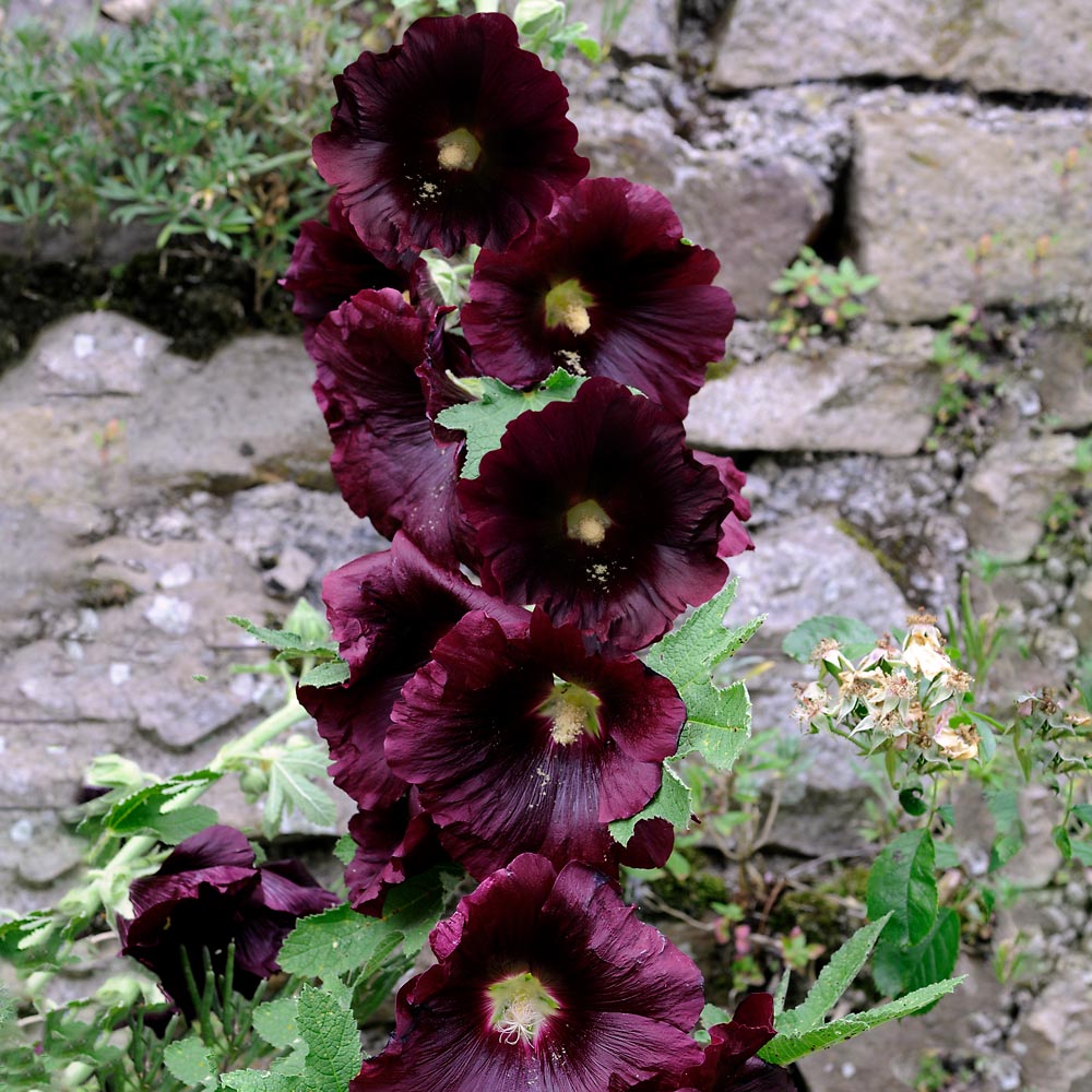 Alcea rosea 'Nigra'