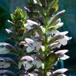  Acanthus 'Morning's Candle'