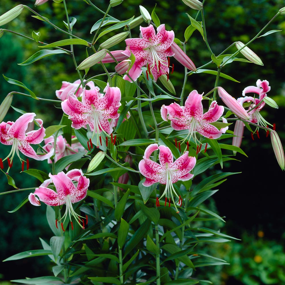Lilium speciosum rubrum | White Flower Farm