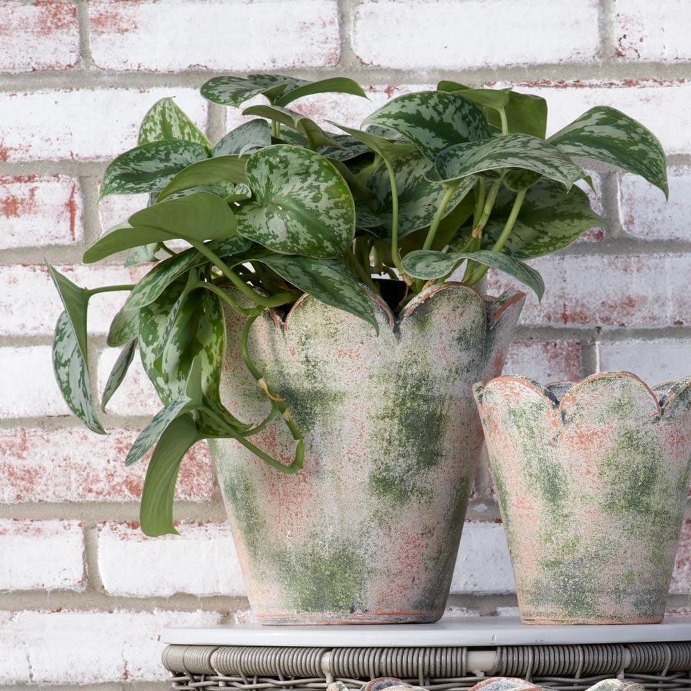 Scalloped Terracotta Pot, Large