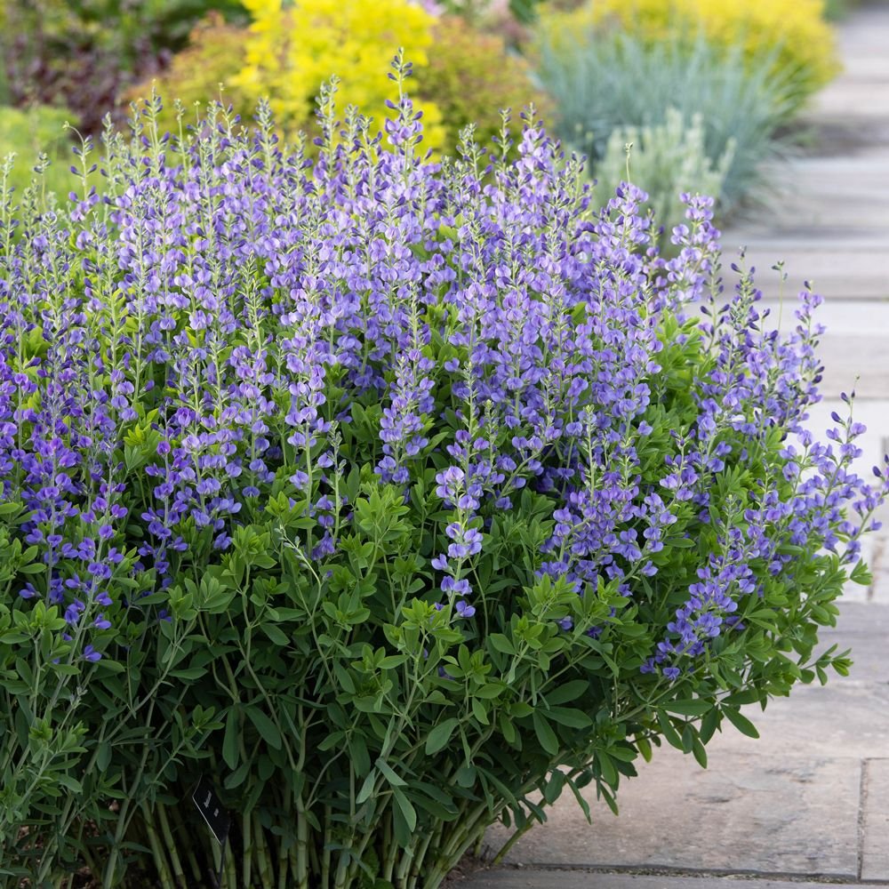 Baptisia White Flower Farm