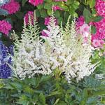  Astilbe chinensis 'Vision in White'