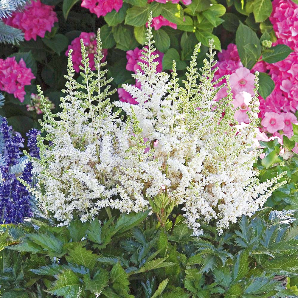 Astilbe chinensis 'Vision in White'