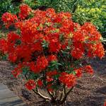 Shrubs for Curb Appeal