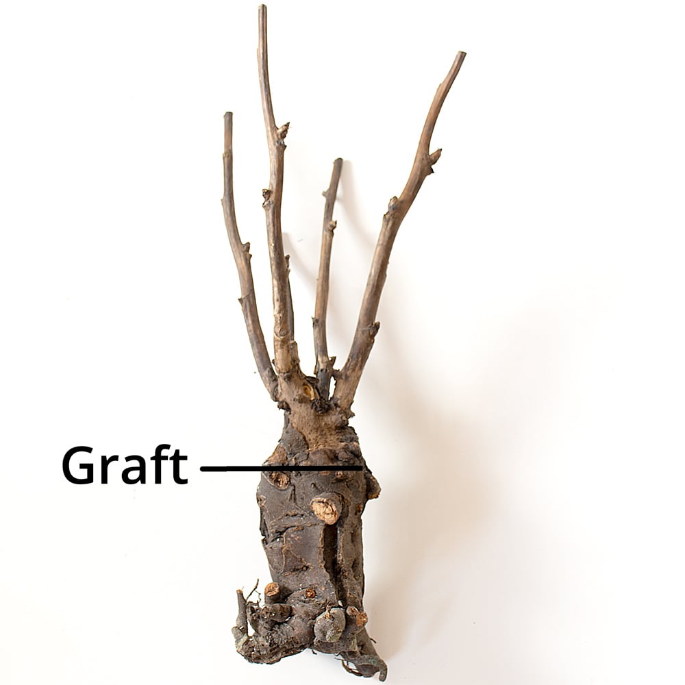 Paeonia suffruticosa 'High Noon' Tree Peony White Flower Farm