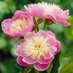 5-Star Peonies