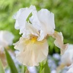  Iris germanica 'Champagne Elegance' - Reblooming