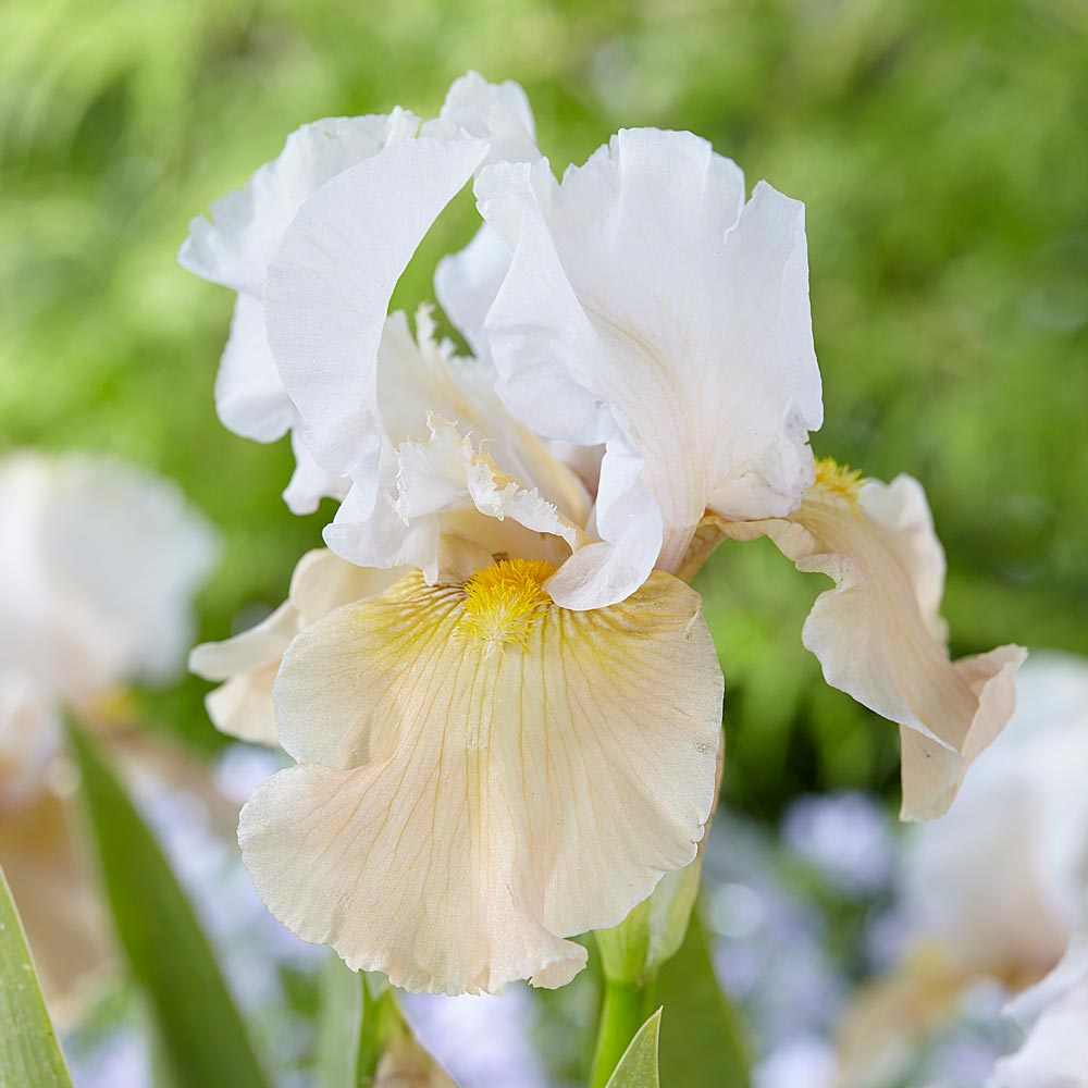 Iris germanica 'Champagne Elegance' - Reblooming