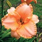  Hemerocallis (Daylily) 'Spacecoast Early Bird'