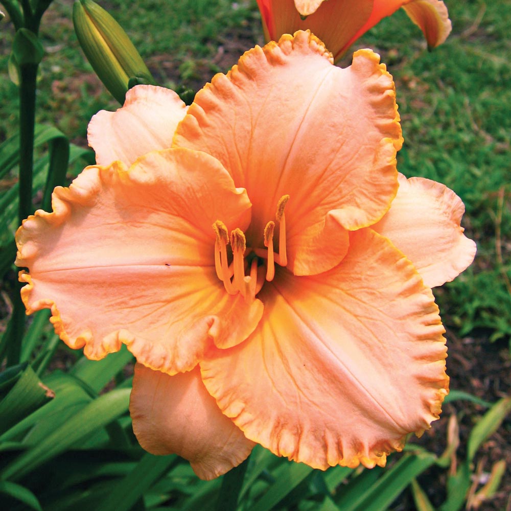 Hemerocallis (Daylily) 'Spacecoast Early Bird'