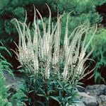  Veronicastrum virginicum 'Album'