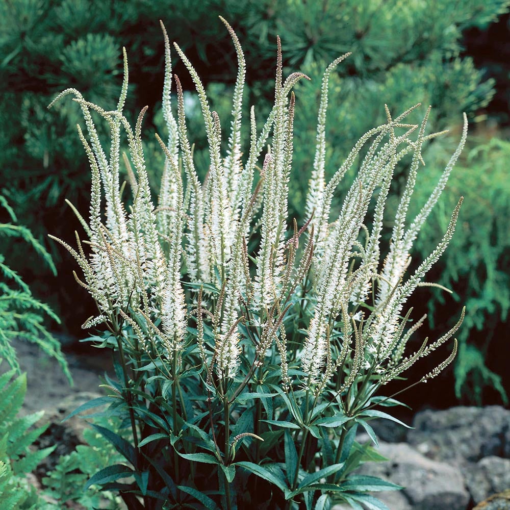 Veronicastrum virginicum 'Album'