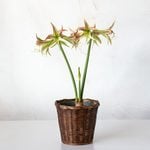  Amaryllis 'Emerald,' one bulb in woven basket