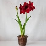  Amaryllis 'Red Pearl,' one bulb in woven basket