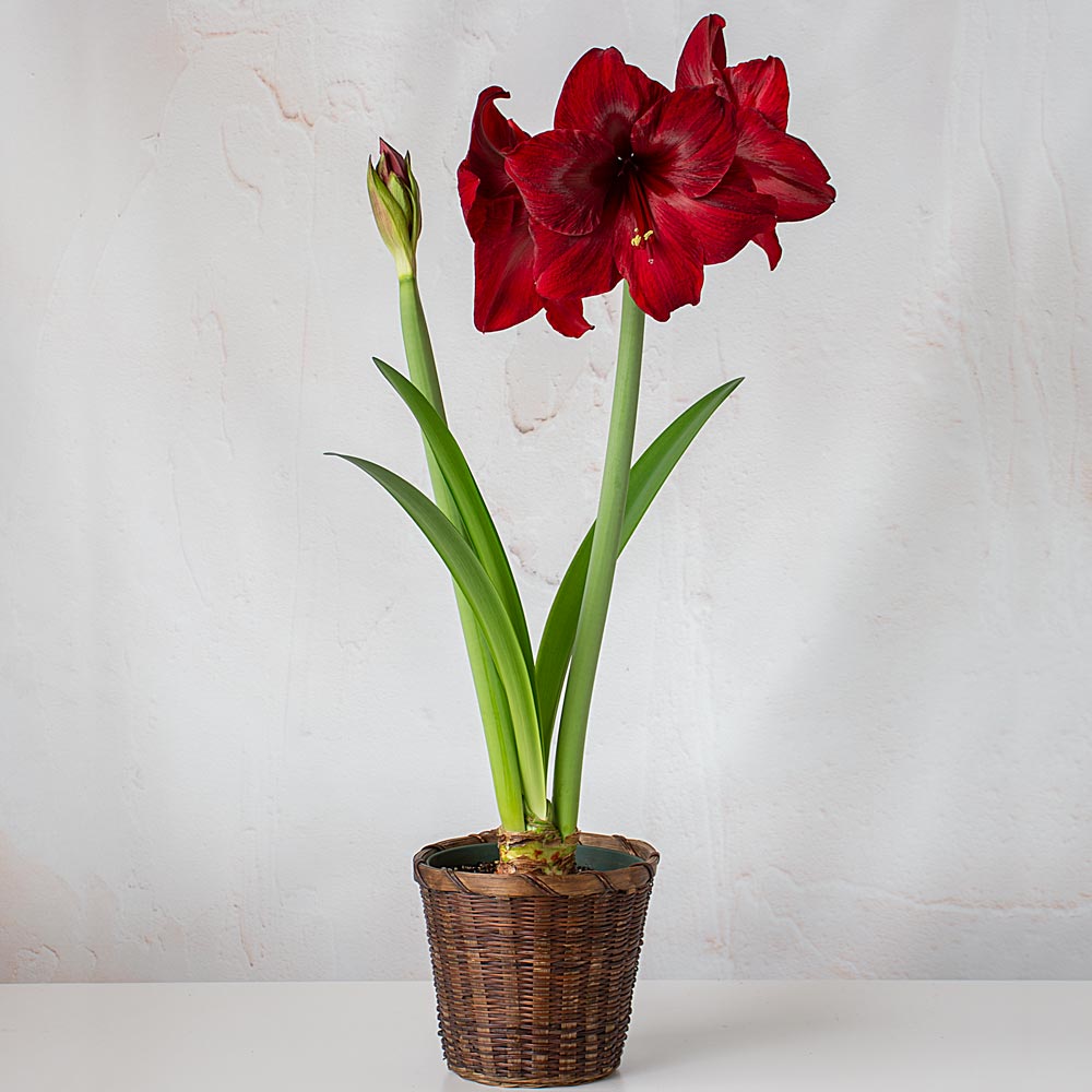 Amaryllis 'Red Pearl'