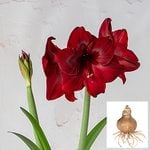  Amaryllis 'Red Pearl,' bulb only