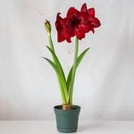  Amaryllis 'Red Pearl,' one bulb in nursery pot
