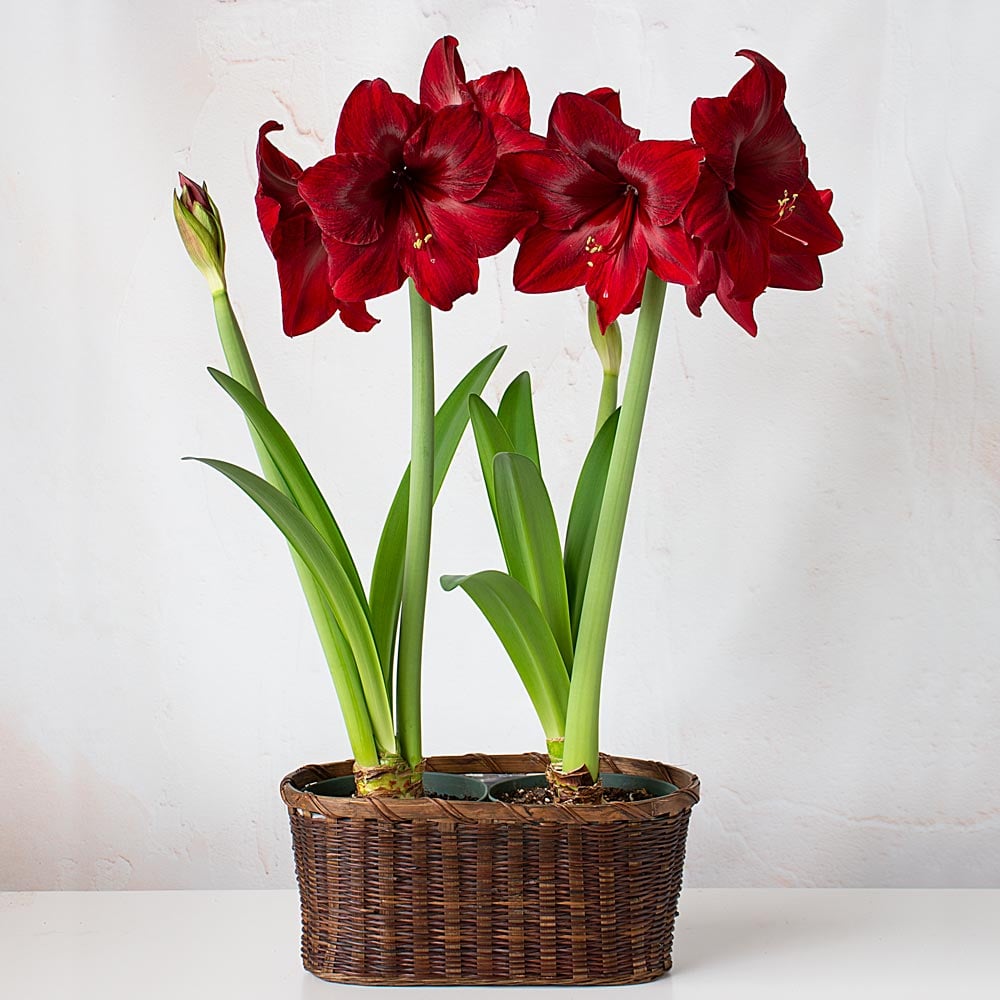 Amaryllis 'Red Pearl'