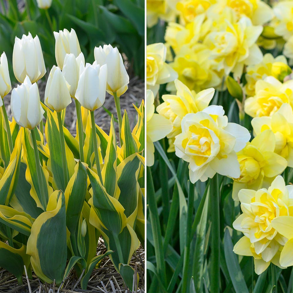 Cheerful Radiance Spring Duo