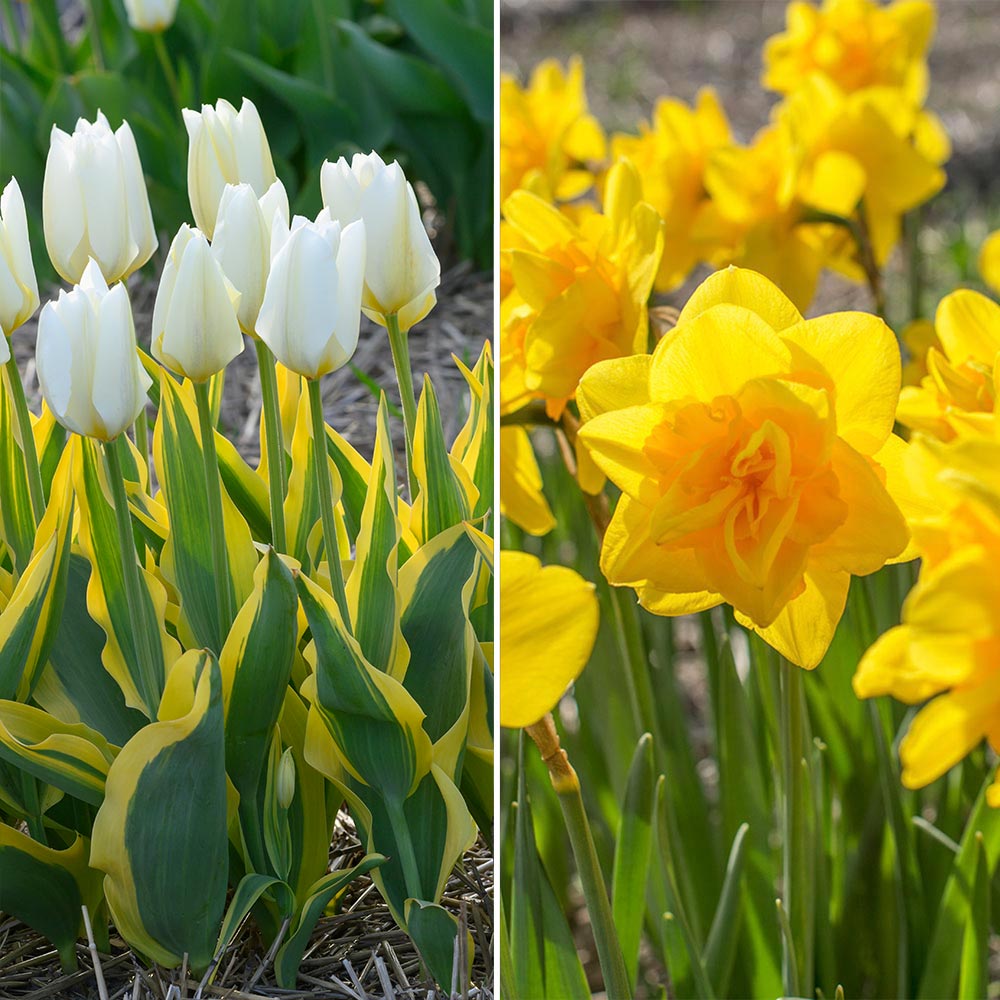 Marion G. Lebow: Farmgirl Flowers Discount Code / 10 ...