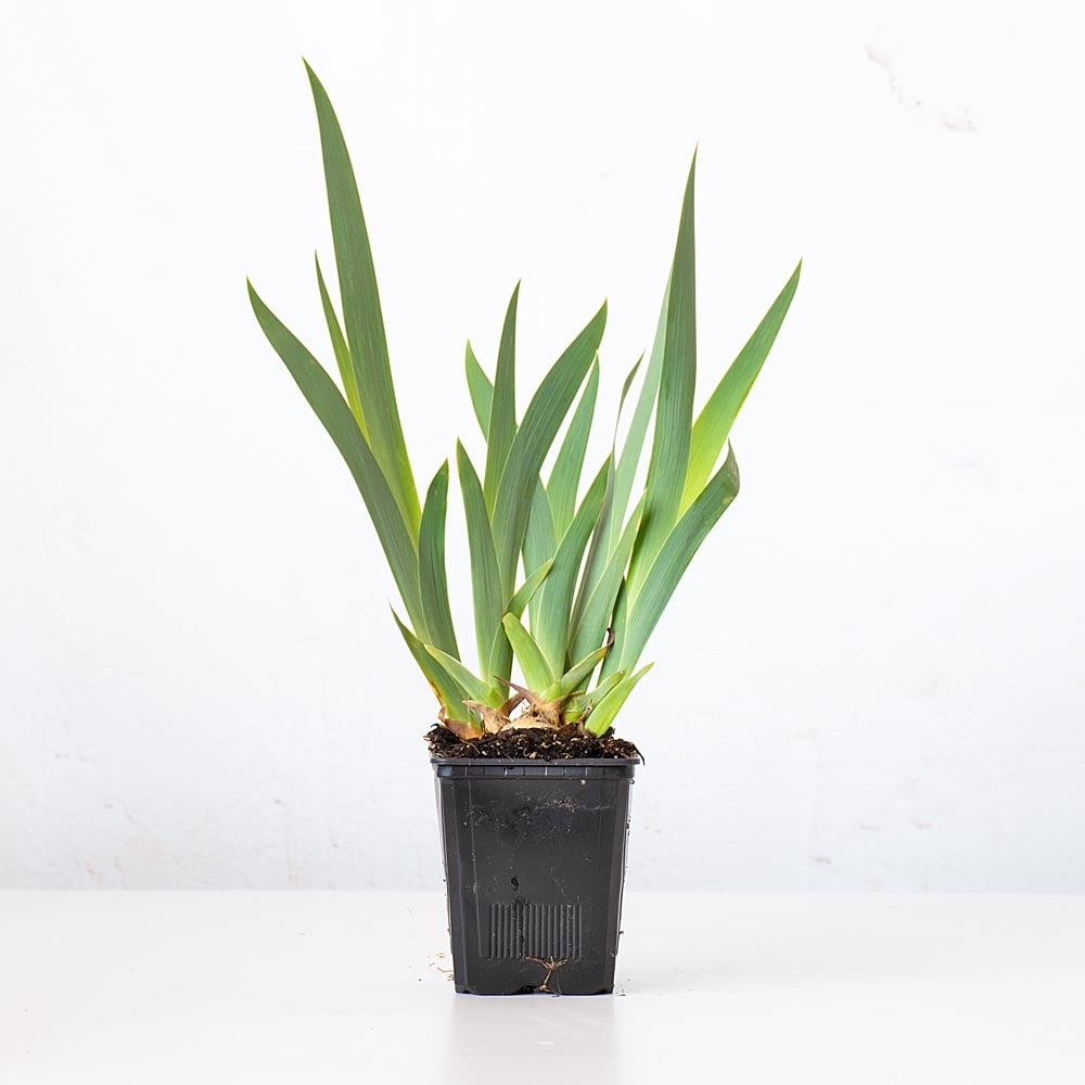Bulk Best Bet Reblooming German Iris